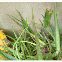 Fresh Aloe Vera Plants - Buy Now