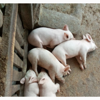 Large White, Landrace and Duroc Piglets for Sale - 80 Available