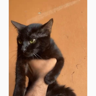 6-12 months Female Purebred Bombay