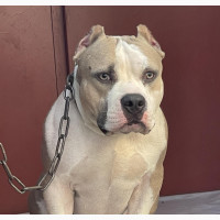 Male Purebred American Bully for Stud/Crossing Service