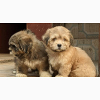 Female Purebred Lhasa Apso for Sale - 1-3 Months Old