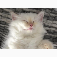 1-3 months Male Purebred Persian