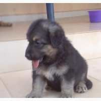 Male Purebred German Shepherd - 1-3 months old