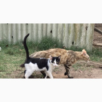 3-6 months Male Purebred American Shorthair