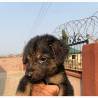 Female Purebred German Shepherd Puppies Available