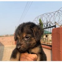 Female Purebred German Shepherd Puppies Available