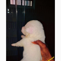 American Eskimo Puppy Available for Instant Pick-Up