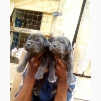 Purebred Boerboel Puppies for Sale - Female (0-1 Month)