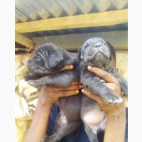 Purebred Boerboel Puppies for Sale - Female (0-1 Month)