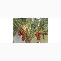 Young Dates Palm Seedlings