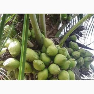 Dwarf and Hybrid Coconut Seedlings for Sale