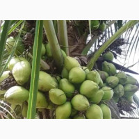Dwarf and Hybrid Coconut Seedlings for Sale