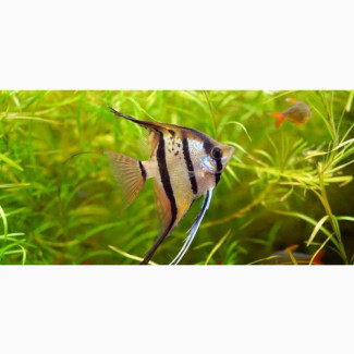 Angel Fish Available