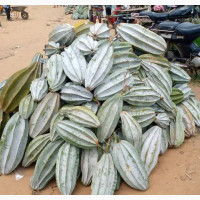 Hybrid Ugwu Seeds /Pods