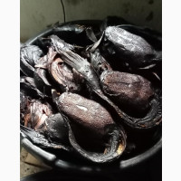 Dried Sea Cat Fishes - Perfectly Delicious Taste
