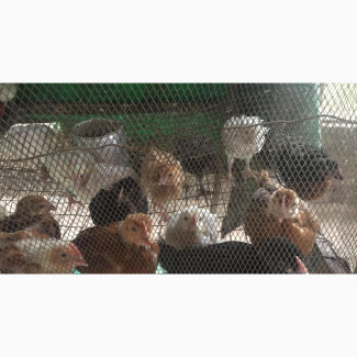 4 Weeks NOILER and Broiler