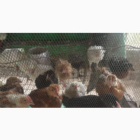4 Weeks NOILER and Broiler