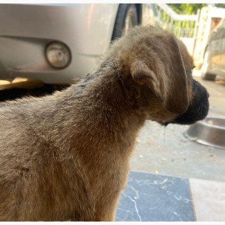 1-3 months Female Boerboel Mix for Sale - Low Budget Security Dogs