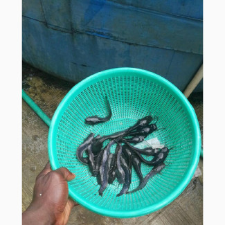 Healthy Post Fingerlings Catfish