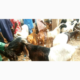 Affordable Goats for Sale