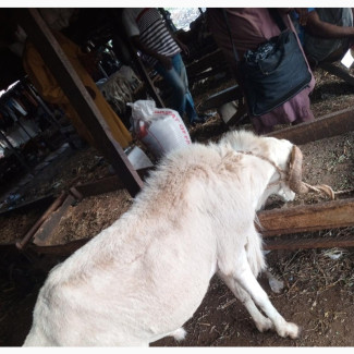Kabiru Livestock Market