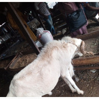 Kabiru Livestock Market