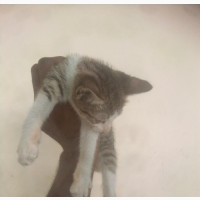 1-3 months Female Purebred Nigerian