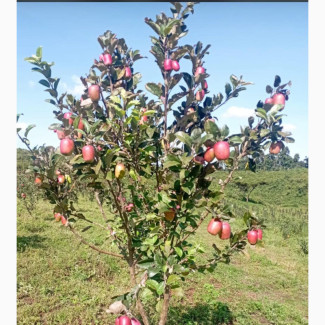 Nursed and Healthy Wambugu Apple Tree