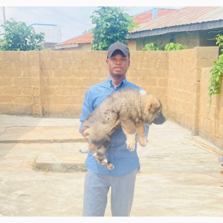 Doosanimal Care - Vet Services in Ibadan