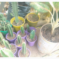 Cactus Flower