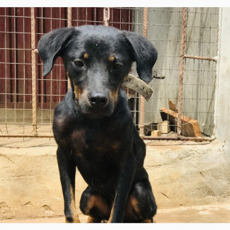 3-6 months Male Mixed Breed Rottweiler