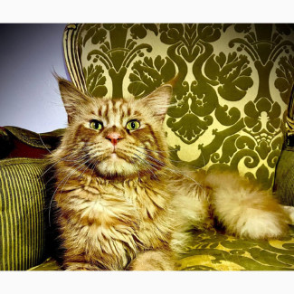 3-6 months Female Purebred Maine Coon