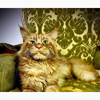 3-6 months Female Purebred Maine Coon