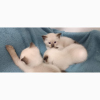 1-3 months Female Purebred Siamese