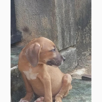 1-3 months Female Mixed Breed Boerboel