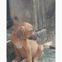 1-3 months Female Mixed Breed Boerboel