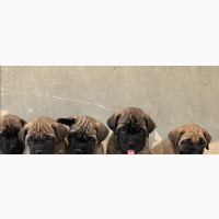 1-3 months Female Purebred Bullmastiff