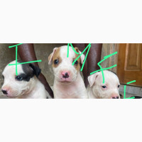 American Pit Bull Terrier Female Puppy for Sale