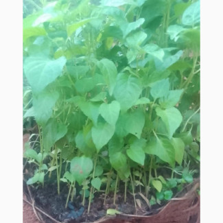 Nsukka Red and Yellow Hot Pepper Seedlings