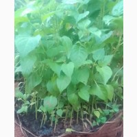Nsukka Red and Yellow Hot Pepper Seedlings