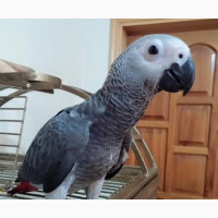 Lovely and Friendly African Grey Parrot for Sale