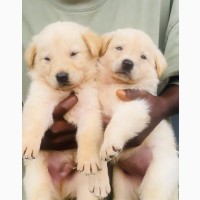 0-1 month Female Purebred White Shepherd