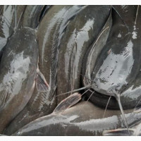 Catfish Sales