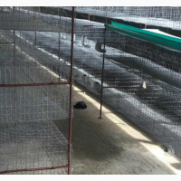 Rabbit Cage