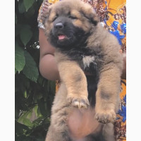 1-3 Months Female Caucasian Shepherd Available