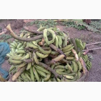 Fresh Plantain and Fruits Supply Nationwide