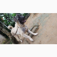 Male Purebred Caucasian Shepherd Available