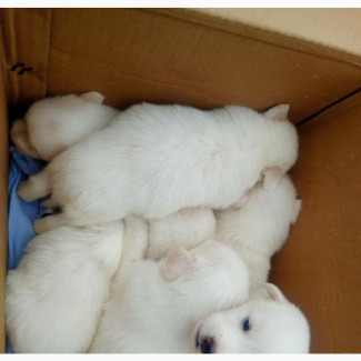 American Eskimo Puppies Available - 1-3 Months Female Mixed Breed