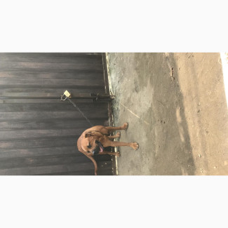 1+ year Female Purebred Bullmastiff