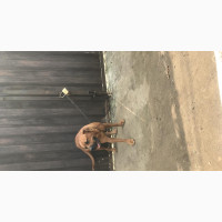 1+ year Female Purebred Bullmastiff